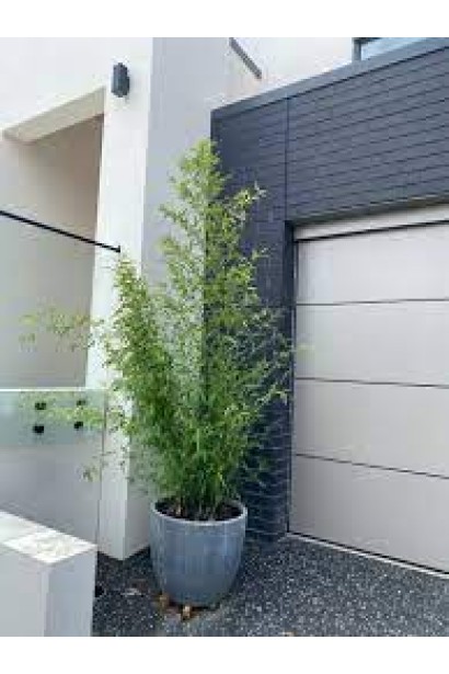 Листоколосник черный